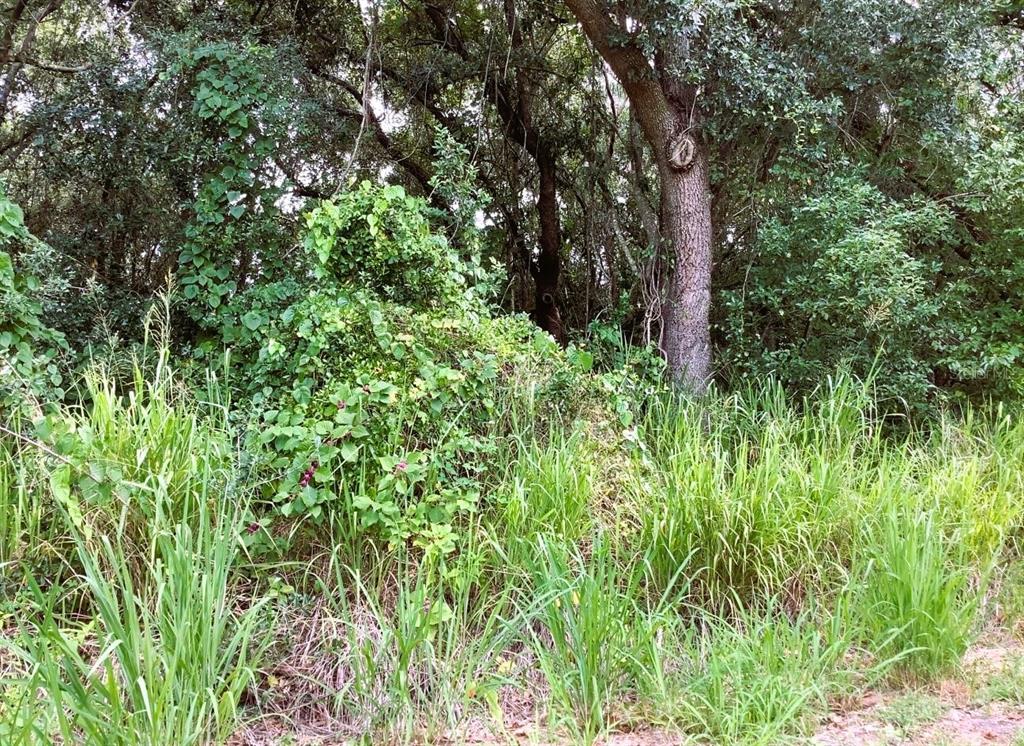 Avalon Road, Winter Garden, FL, 34787