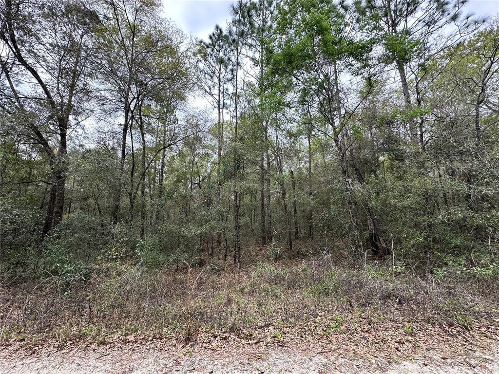 Property for sale at 176 NE 155TH COURT, WILLISTON, FL, 32696