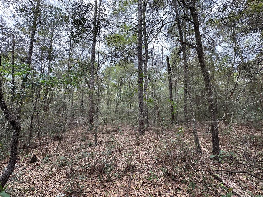 Property for sale at 176 NE 155TH COURT, WILLISTON, FL, 32696