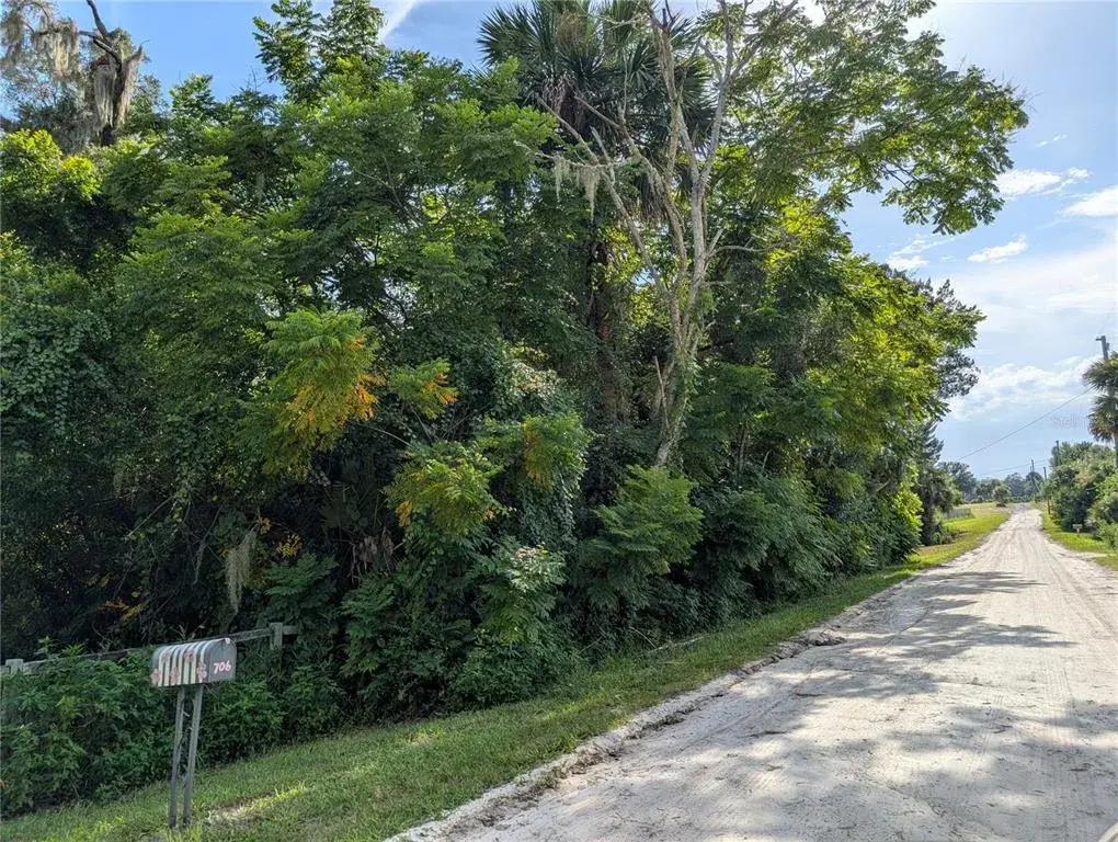 Looking from the neighbor's mailbox back towards the head of the street. You could build a house hidden in the woods!
