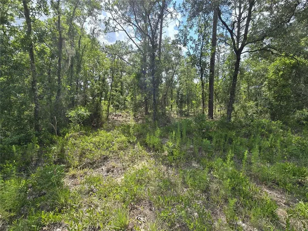 Property for sale at 00 NE 121ST AVENUE, WILLISTON, FL, 32696