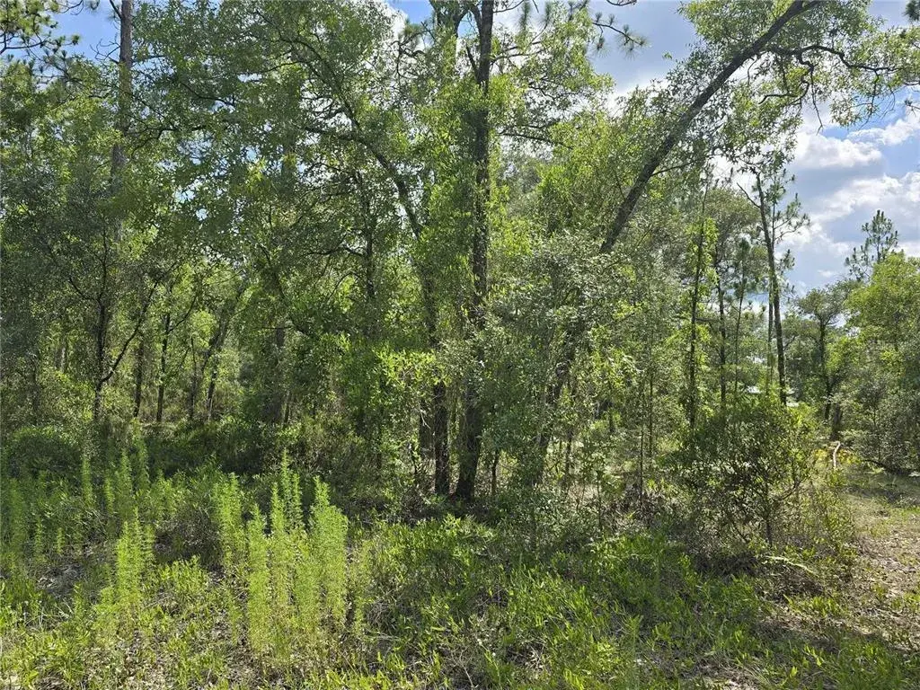 Property for sale at 00 NE 121ST AVENUE, WILLISTON, FL, 32696