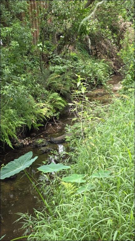 BEAUTIFUL STREAM UNDER MATURE GRAND OAK TREES.