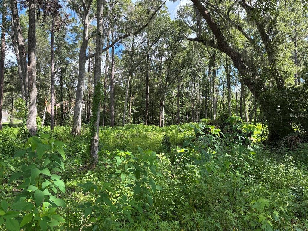 View from SE side of lot