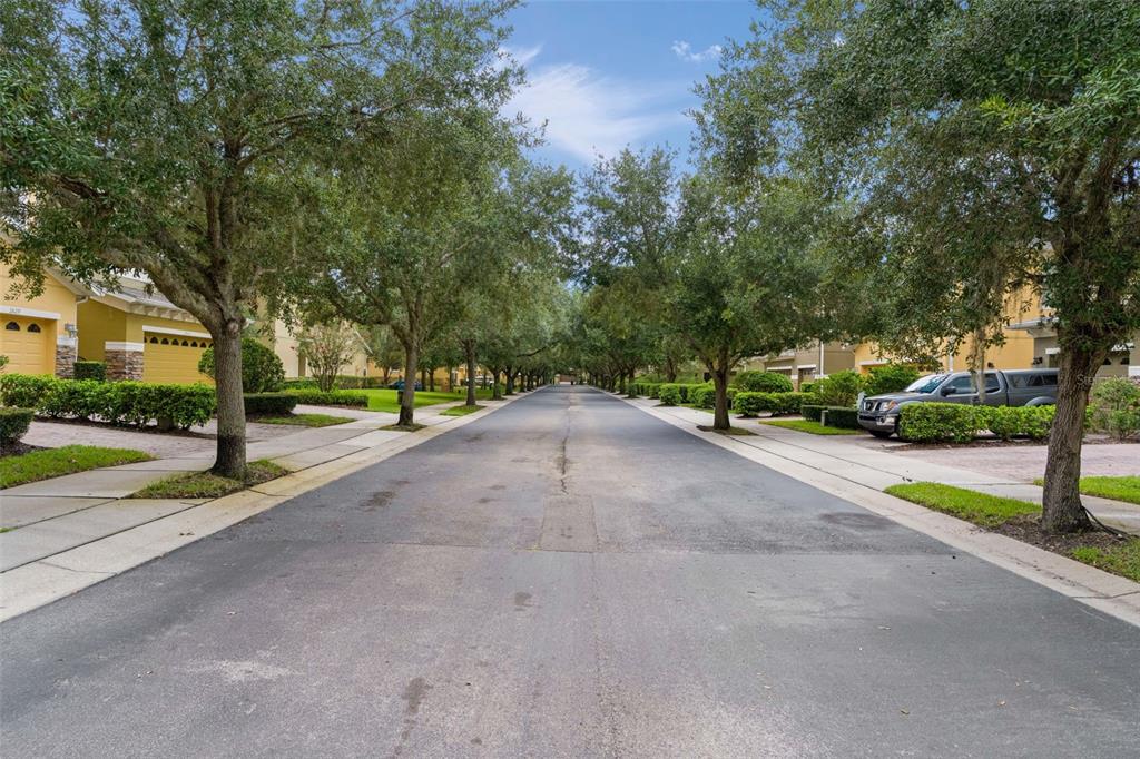 Tree-lined streets