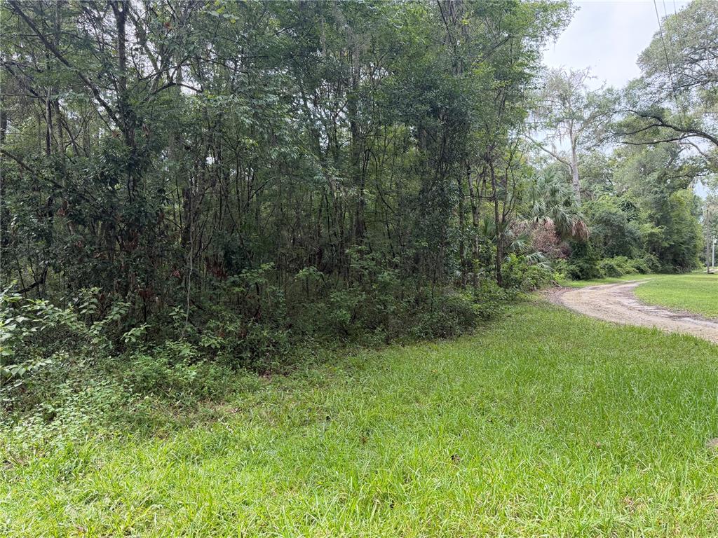 Wooded Area to the Left