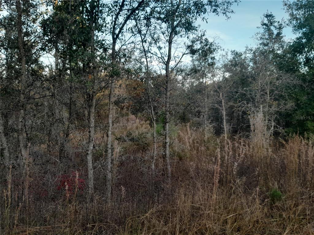 Property for sale at 1531 NE 123RD AVENUE, WILLISTON, FL, 32696