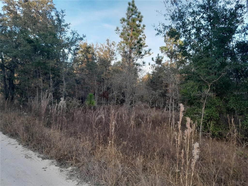 Property for sale at 1531 NE 123RD AVENUE, WILLISTON, FL, 32696