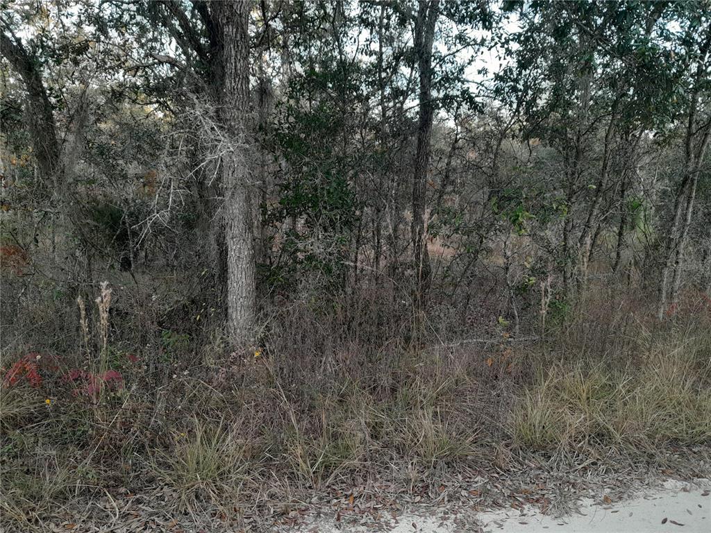 Property for sale at 1531 NE 123RD AVENUE, WILLISTON, FL, 32696