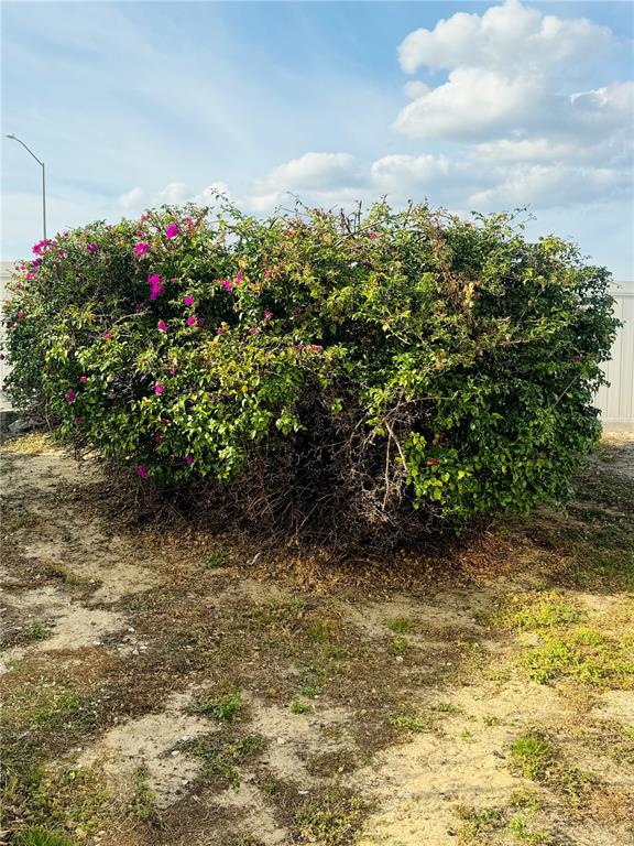 Mature shrubs
