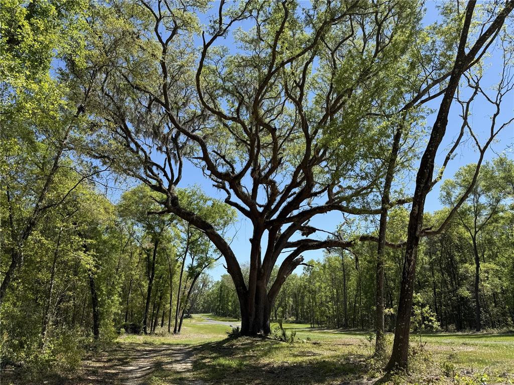 Property for sale at Irvine Acres #5 (13ac) W HWY 318, REDDICK, FL, 32686