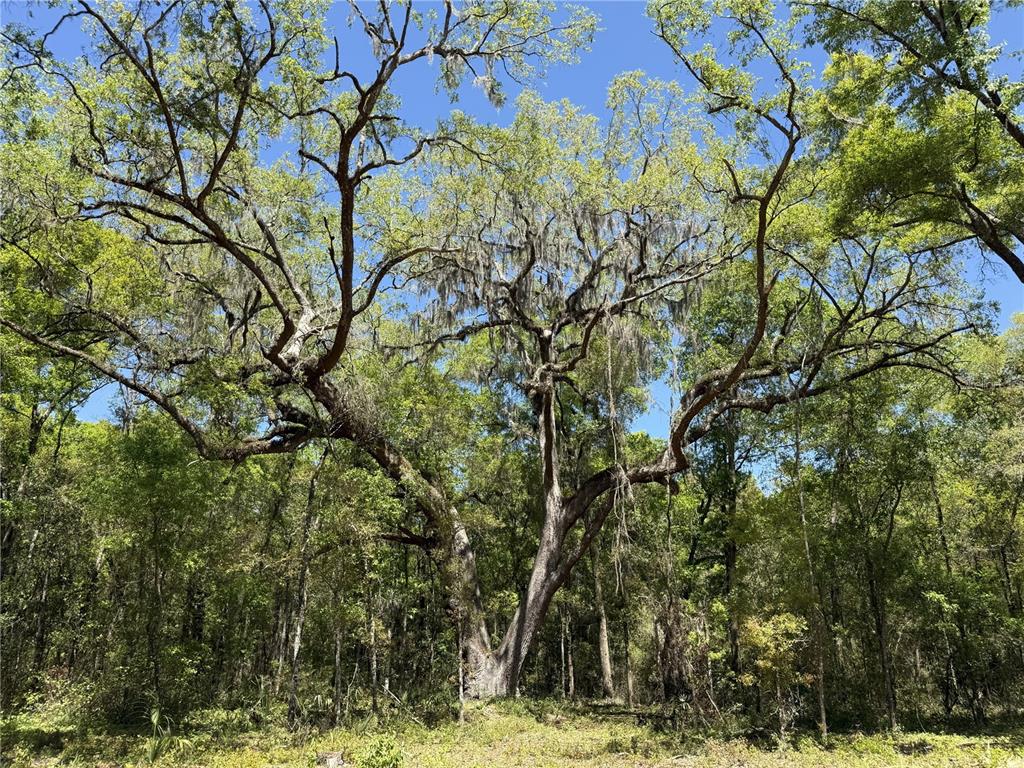 Property for sale at Irvine Acres #5 (13ac) W HWY 318, REDDICK, FL, 32686