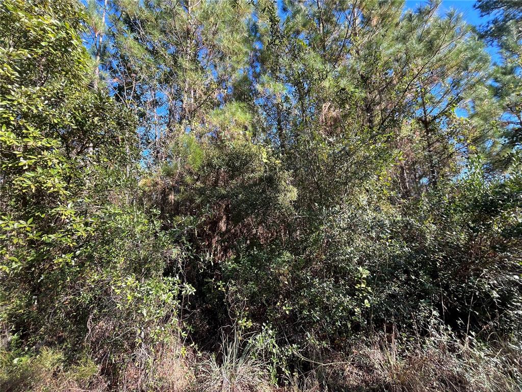 Property for sale at 223 MOURNING DOVE ROAD, SATSUMA, FL, 32189