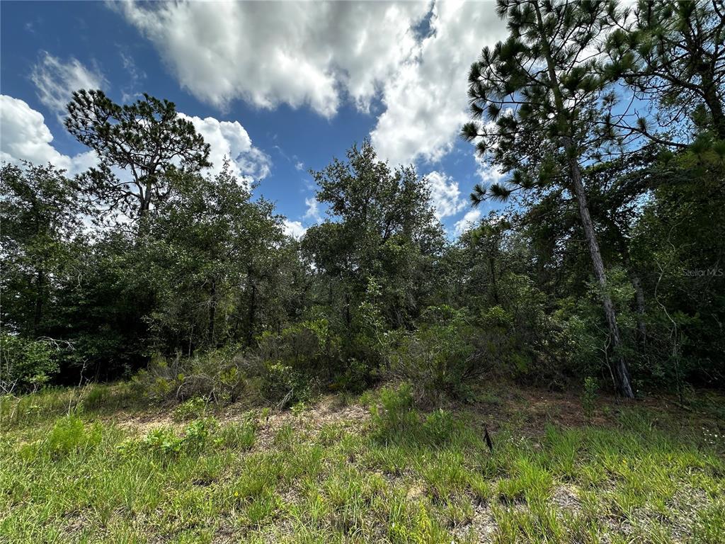 Property for sale at 12930 NE 15TH STREET, WILLISTON, FL, 32696