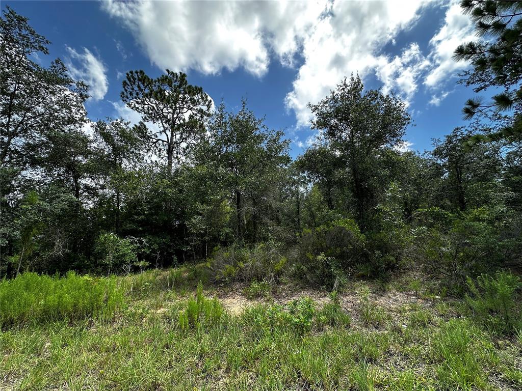 Property for sale at 12930 NE 15TH STREET, WILLISTON, FL, 32696