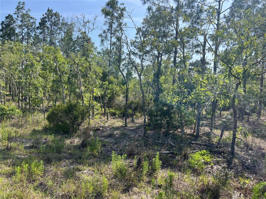 Property for sale at NE 151ST AVENUE, WILLISTON, FL, 32696