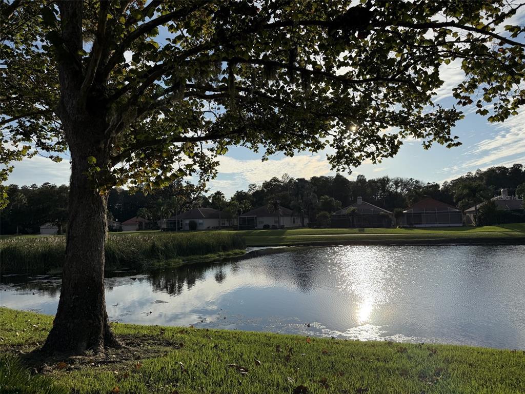 pond view from back of house