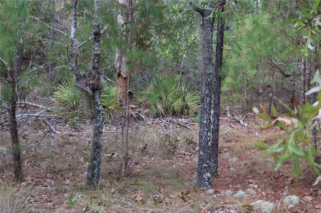 Property for sale at 9478 N TIMBER CREEK TERRACE, DUNNELLON, FL, 34433