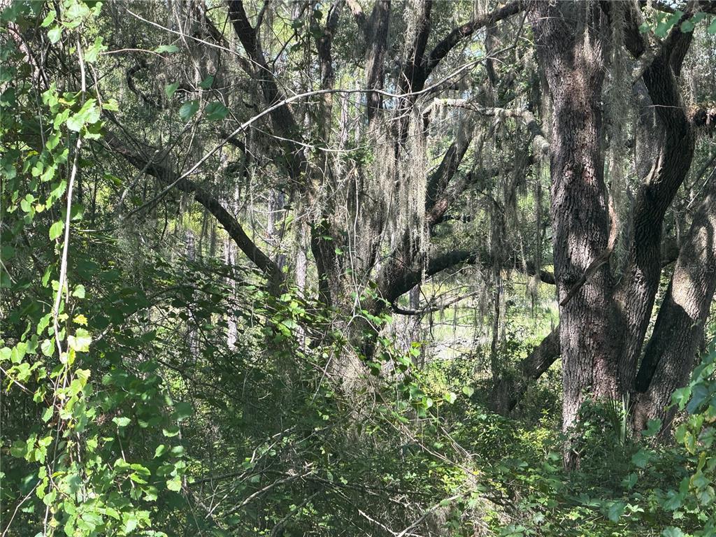 Property for sale at TBD GUAVA TERRACE, OCKLAWAHA, FL, 32179