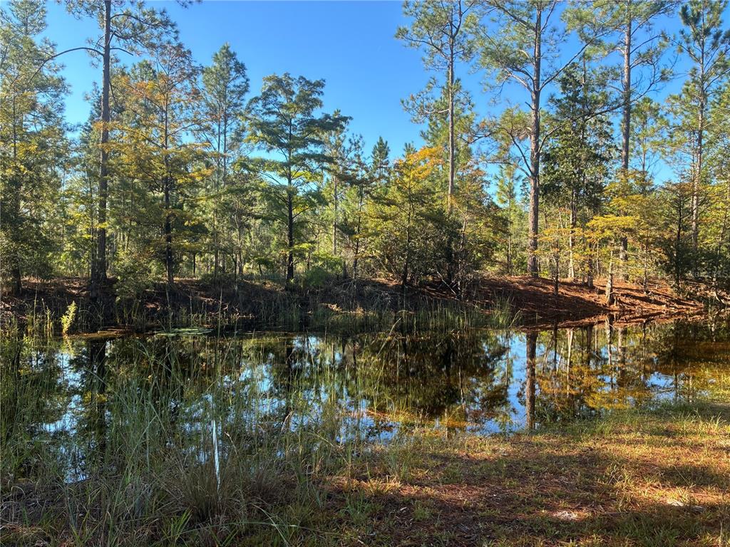 Lovely seasonal pond, view from the yard