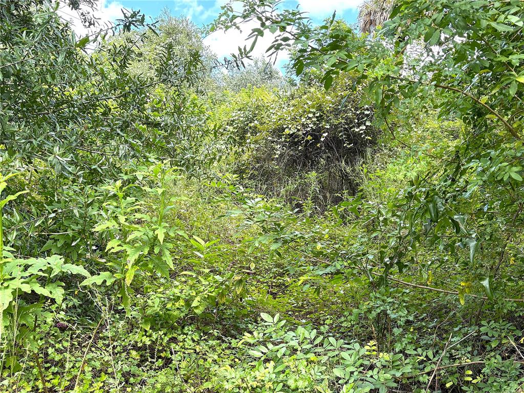 Lush Foliage