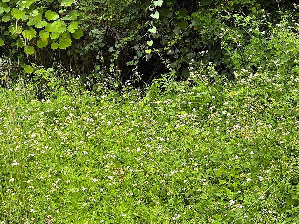 resident pretty wild flowers