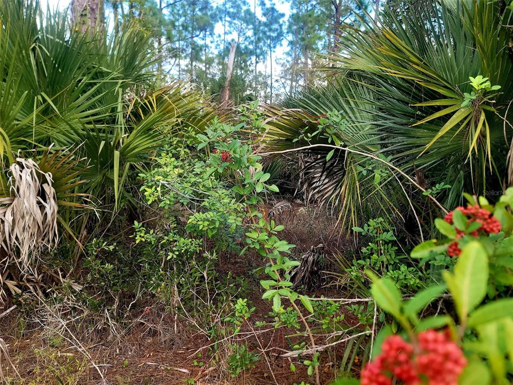 Lot view