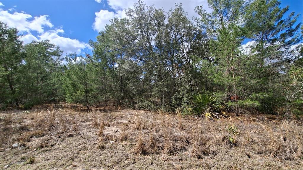 interior is fairly clear, making for a nice homesite, while still enjoying some privacy