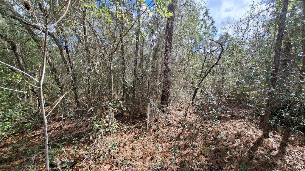 woods west side from interior out