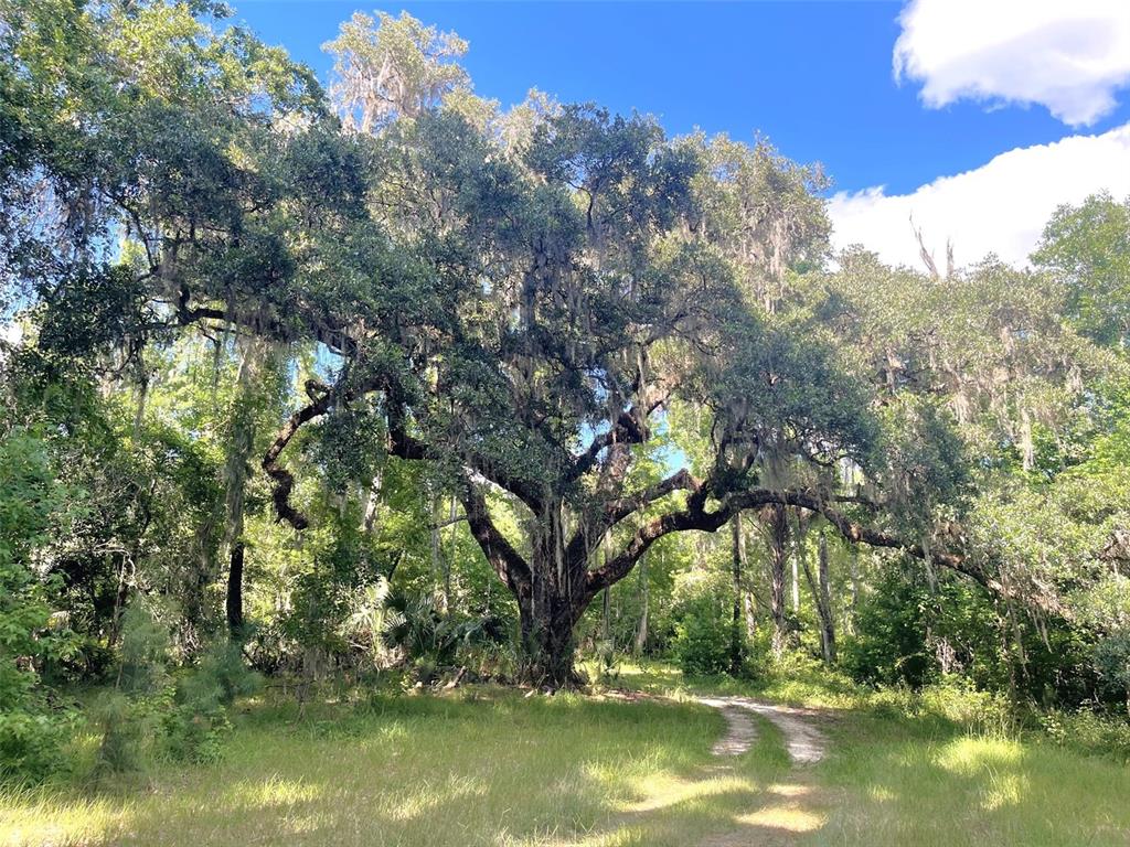 Property for sale at 11804 SE COUNTY ROAD 234, MICANOPY, FL, 32667