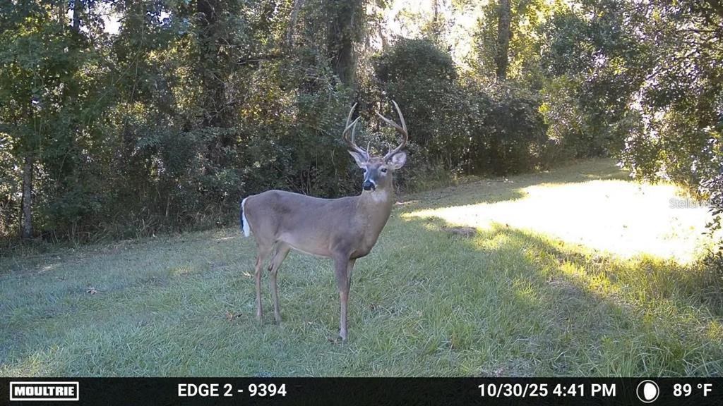Property for sale at 11804 SE COUNTY ROAD 234, MICANOPY, FL, 32667