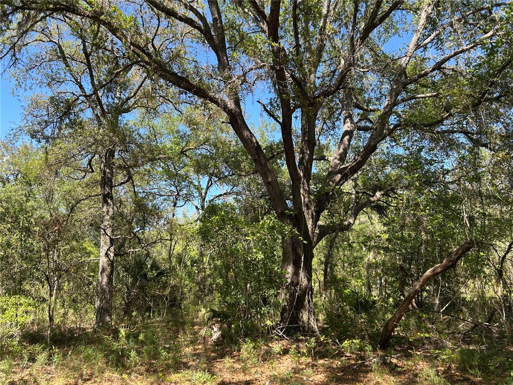 Property for sale at TBD SE 62ND, MORRISTON, FL, 32668