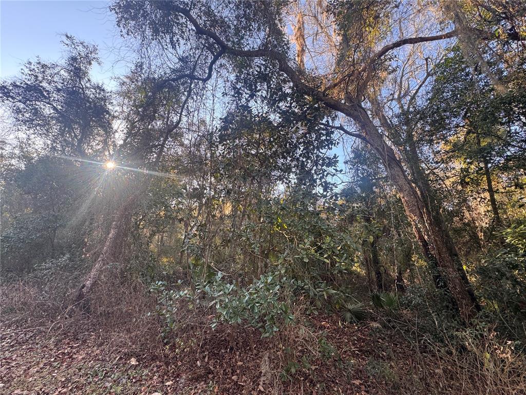 view from trail behind lot