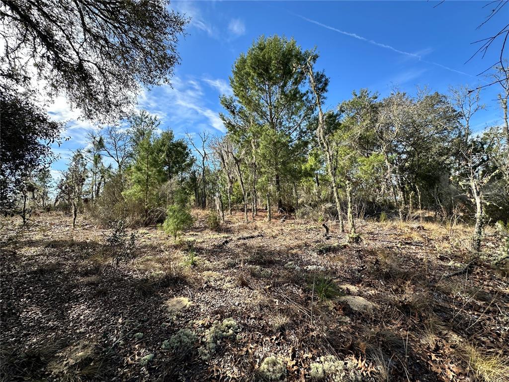 Property for sale at TBD NE 16TH LANE, WILLISTON, FL, 32696