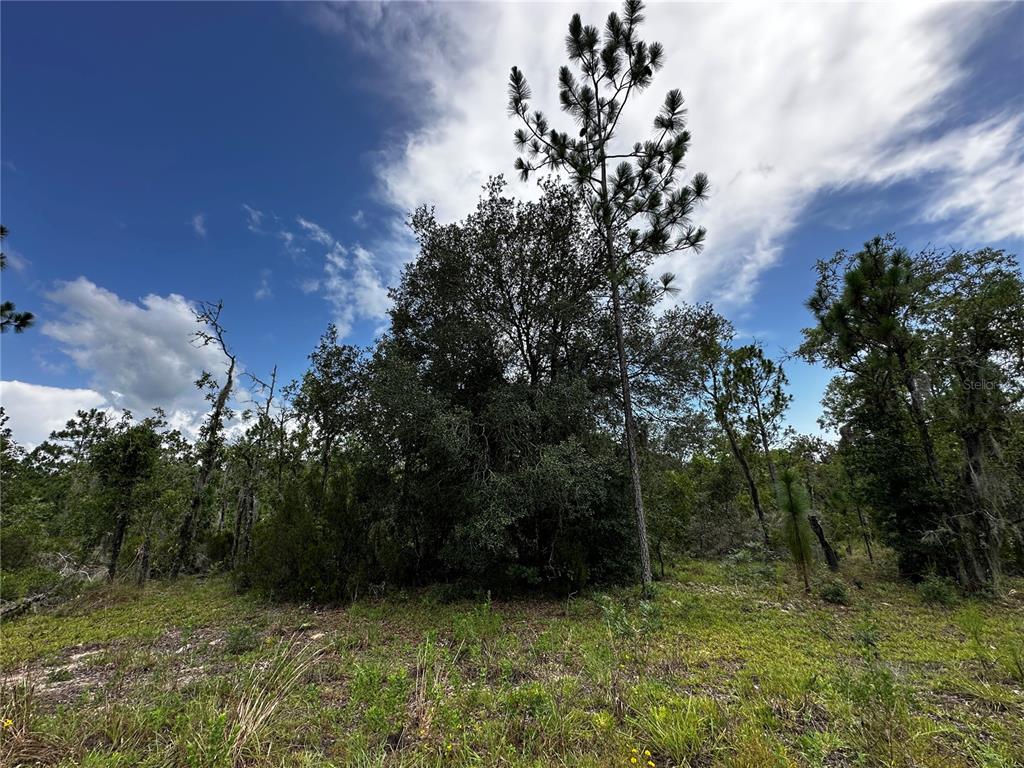 Property for sale at TBD NE 16TH LANE, WILLISTON, FL, 32696