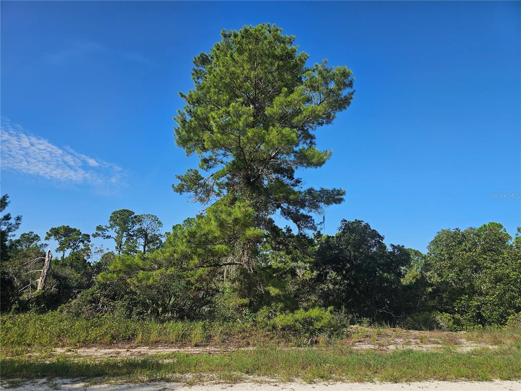 Wooded lot for sale.