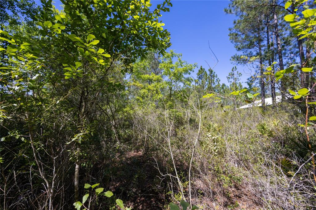 Property for sale at NE 108TH AVENUE, WALDO, FL, 32694