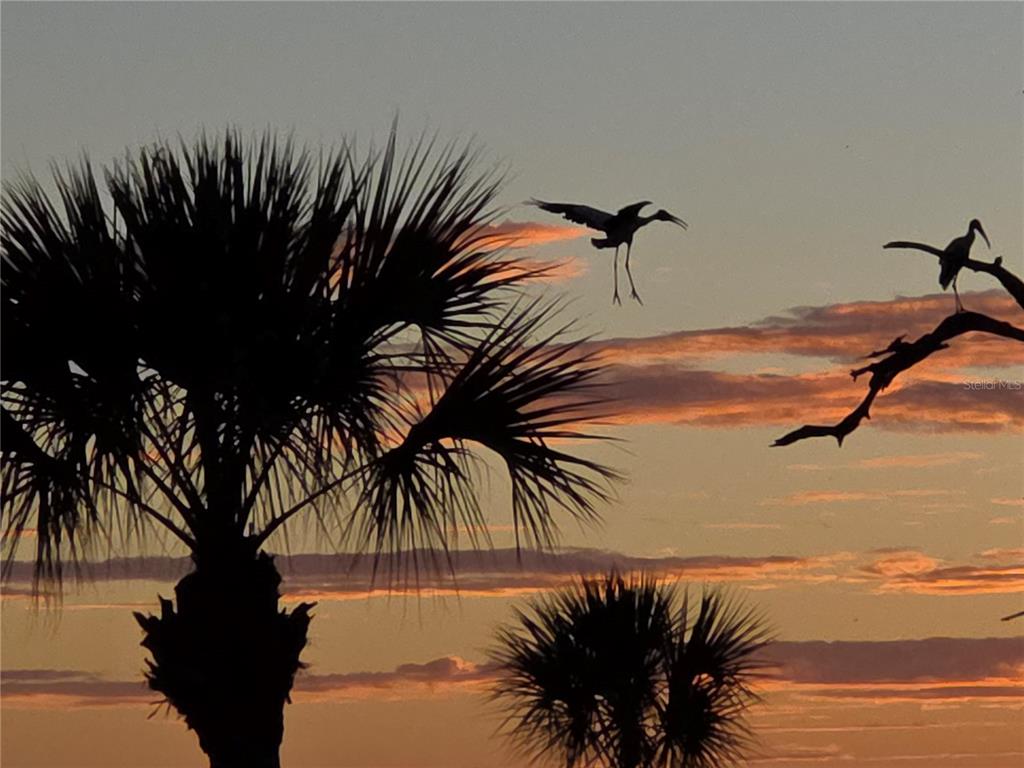 Stork coming in for a landing