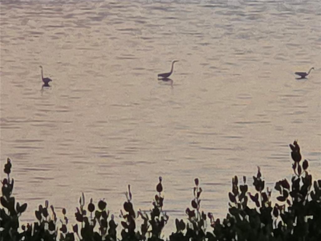 Egrets fishing in the Bay