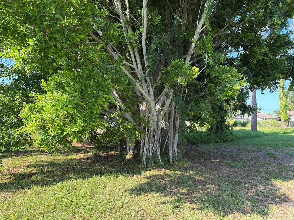 Your own Banyan Tree!