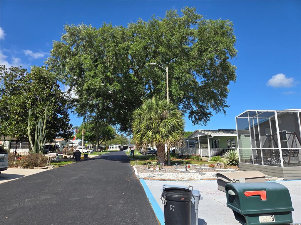 Street view of the beautiful shade tree