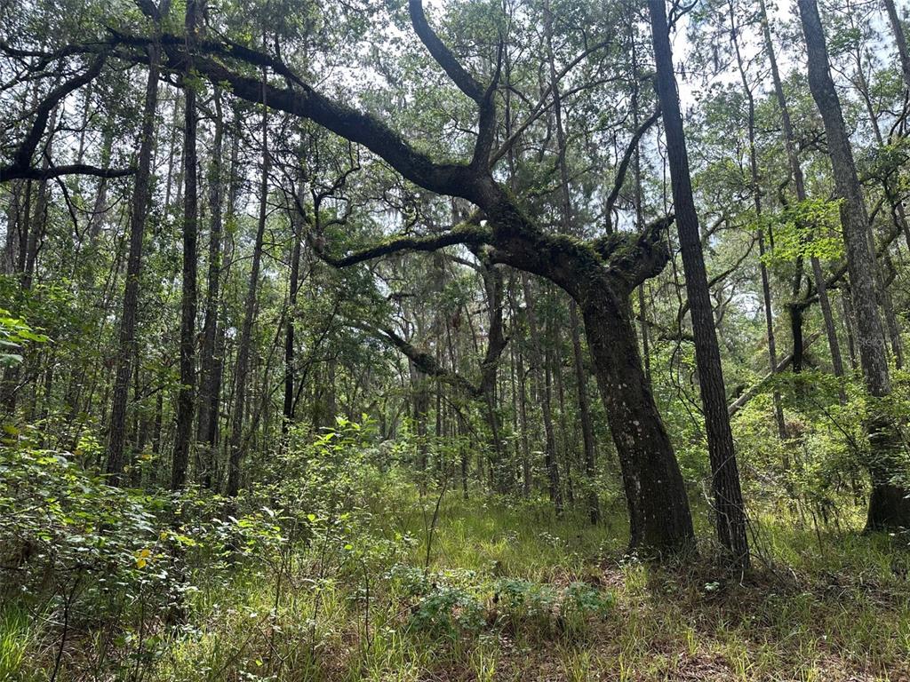 Property for sale at 0 EMERSON ROAD, BROOKSVILLE, FL, 34601