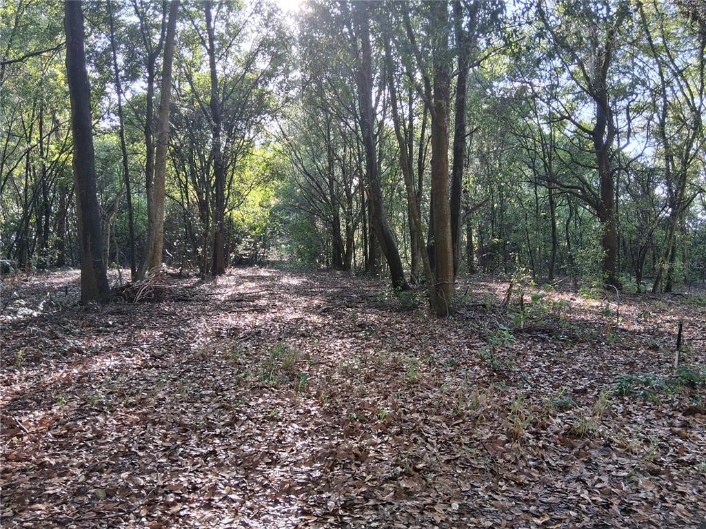 Property for sale at 16451 FORREST LANE, GROVELAND, FL, 34736