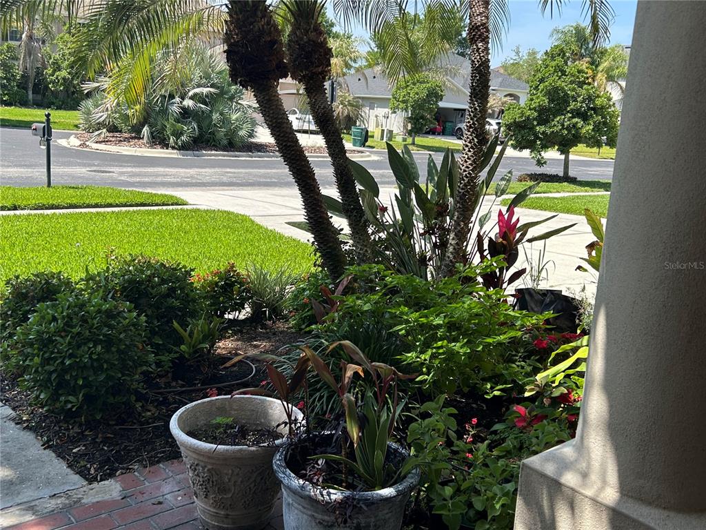 Front Yard