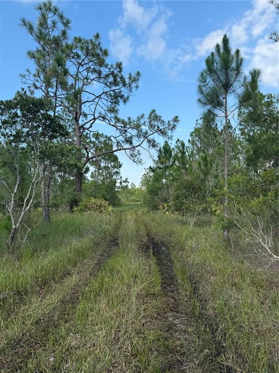 Grass trail within recreational area