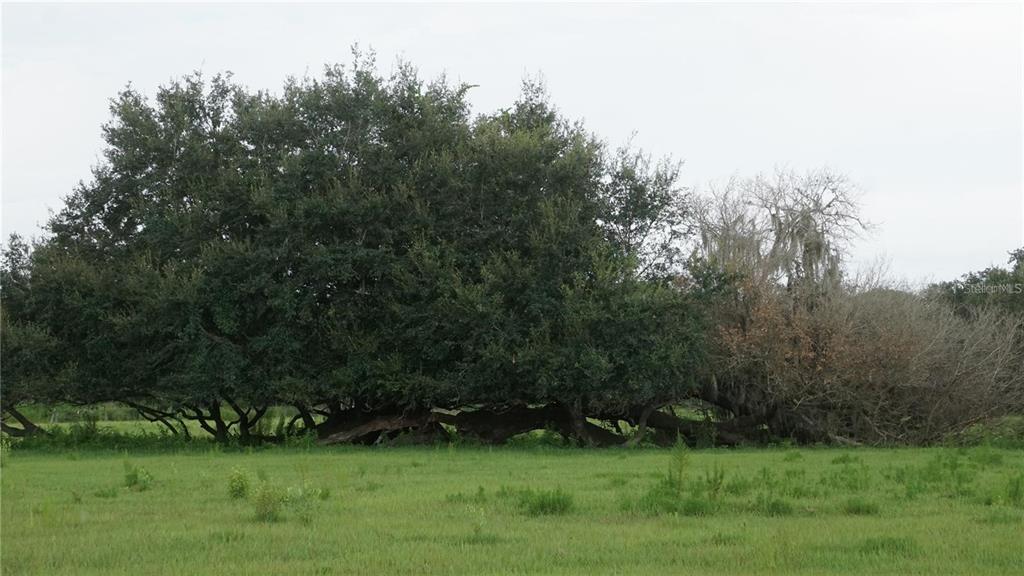 Property for sale at DURANT RD, DOVER, FL, 33527
