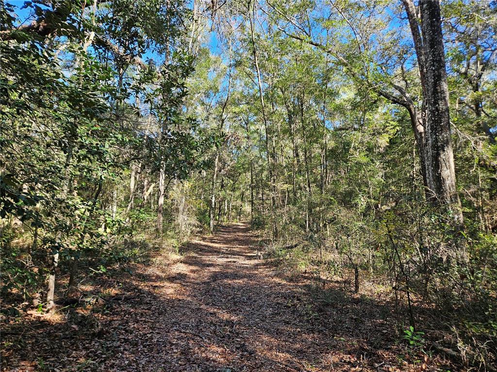 Property for sale at 0000 NE 175TH AVENUE, WILLISTON, FL, 32696