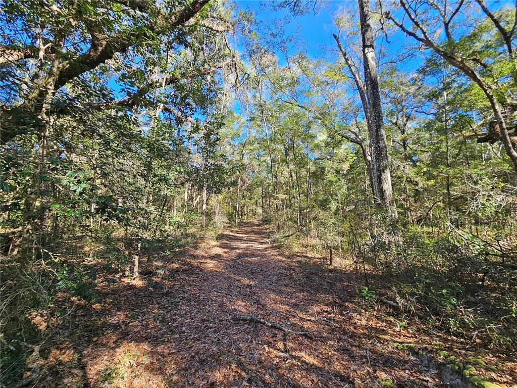 Property for sale at 0000 NE 175TH AVENUE, WILLISTON, FL, 32696