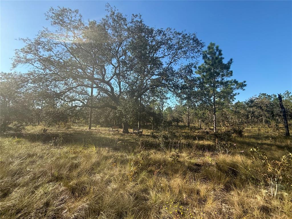 Property for sale at 00 SE 73RD LANE, MORRISTON, FL, 32668