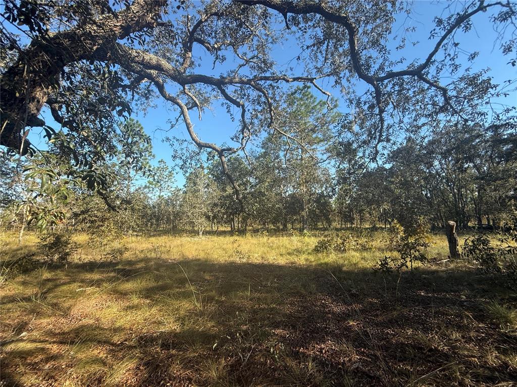 Property for sale at 00 SE 73RD LANE, MORRISTON, FL, 32668